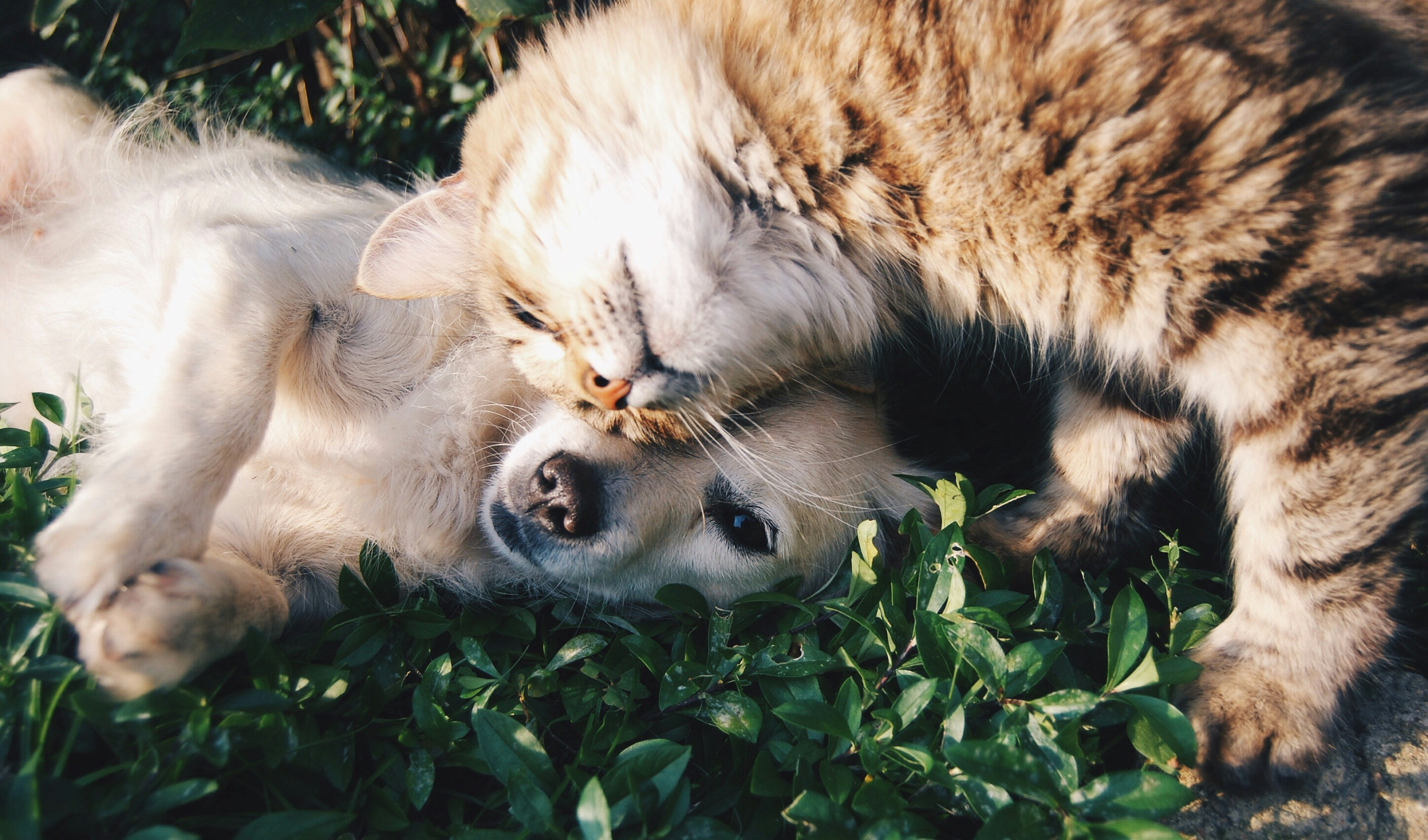 Comment gérer les animaux de compagnie lors d'un échange d'appartement en 2026 sans conflit